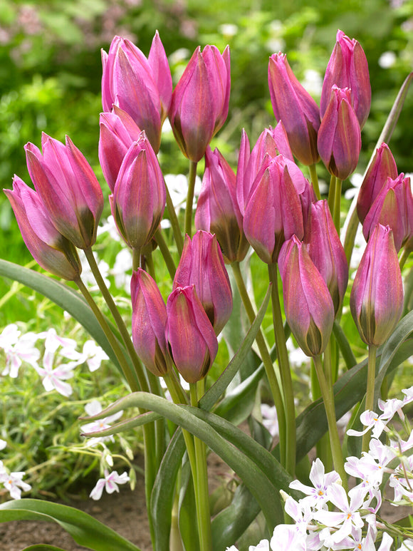 Tulipan Violetta z różowymi, gwiaździstymi kwiatami