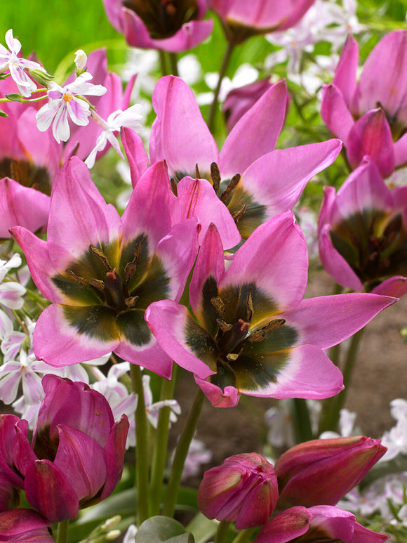 Botaniczny tulipan Violetta w pełnym słońcu