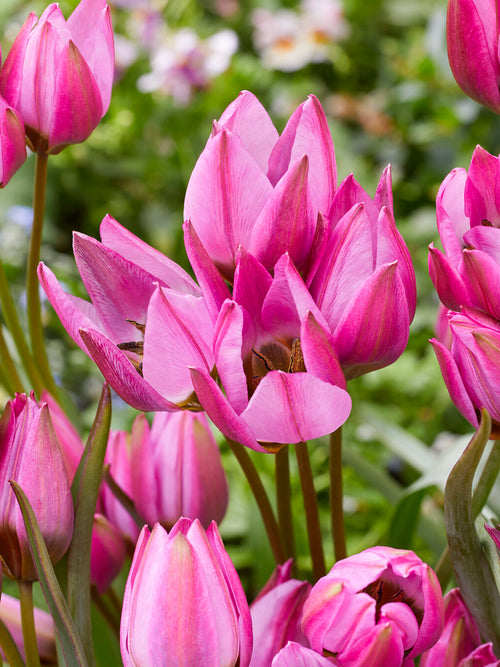 Tulipan Violetta rosnący w ogrodzie skalnym