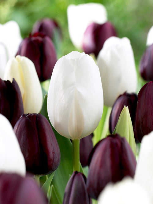 Czarno-białe tulipany - Kolekcja