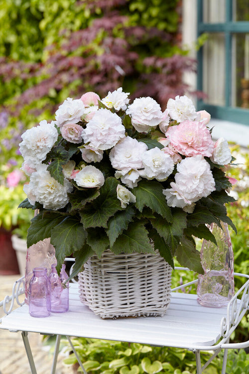 Wummi Apfelblüte Begonia