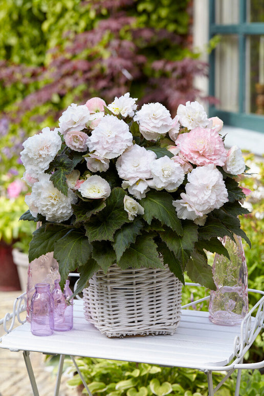 Wummi Apfelblüte Begonia