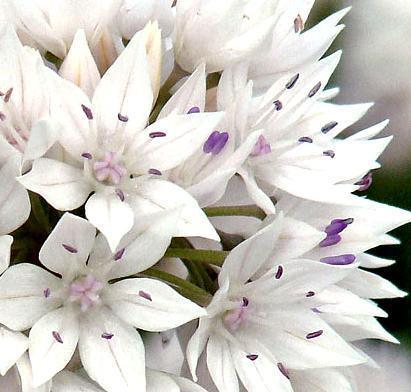 Allium amplectens Graceful Beauty