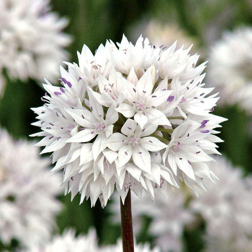 ALLIUM CZOSNEK GRACEFUL BEAUTY