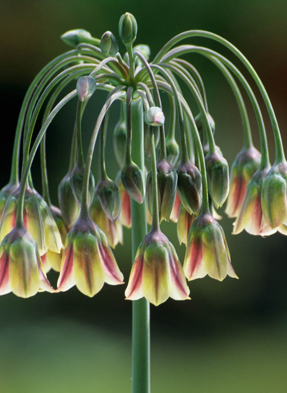 Nectaroscordum siculum