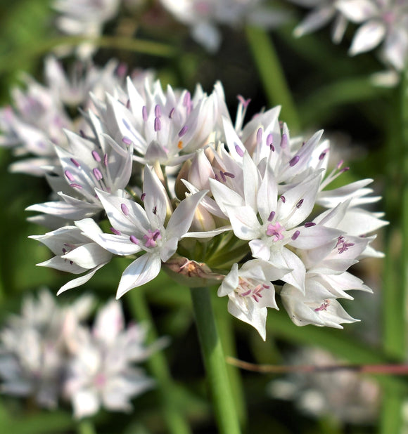 Czosnek (Allium) amplectens Graceful Beauty