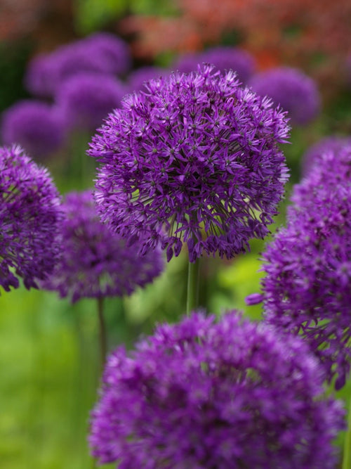 Czosnek Ozdobny Purple Sensation (Allium)