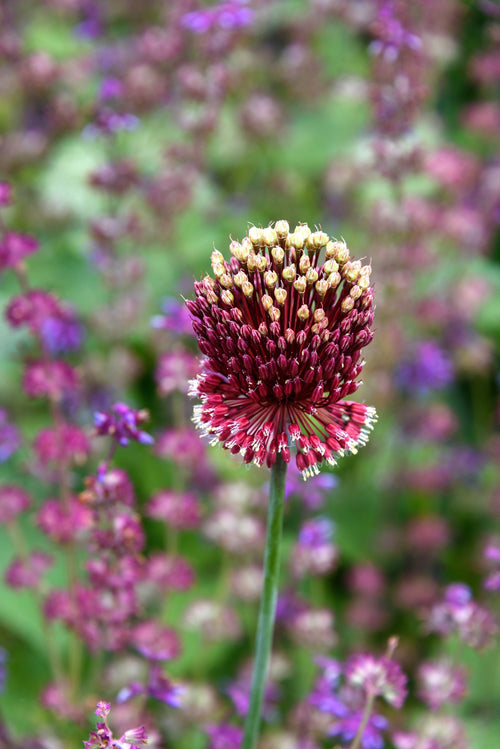 Czosnek Red Mohican (Allium Red Mohican)