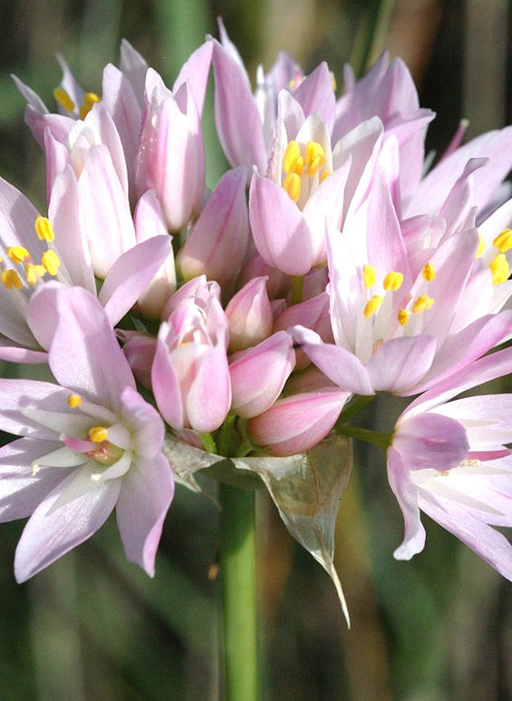 Allium Roseum (Czosnek różowy)