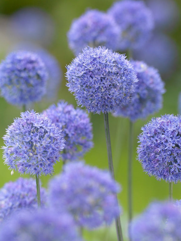 Kup cebulki Allium Azureum z dostawą na jesień