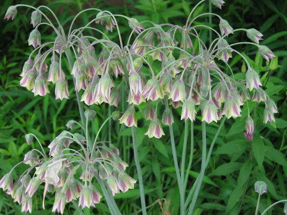 Czosnek bułgarski - Allium bulgaricum