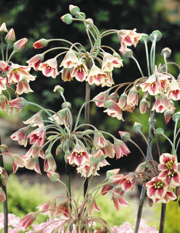 Czosnek (Allium) Siculum (Bulgaricum)