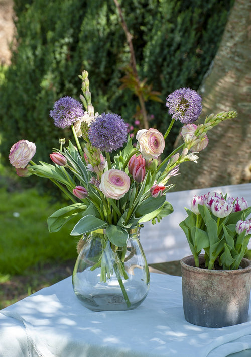 Cebulki kwiatowe Allium „Gladiator”