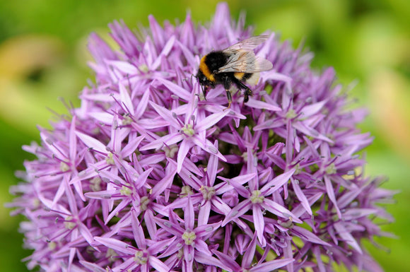 Czosnek Ogrodowy 'Gladiator' Allium