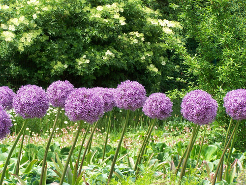 Czosnek Globemaster ® (Allium Globemaster) CEBULKA