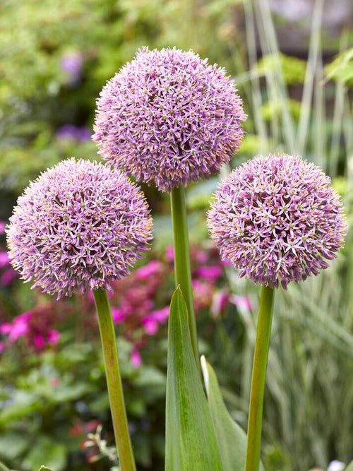 Czosnek ozdobny Lucky Balloons - DutchGrown