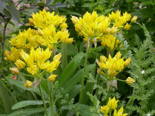 Allium Moly - Żółte Allium