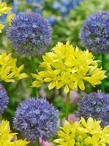 Mieszanka Czosnku Allium Molly i Allium Azureum