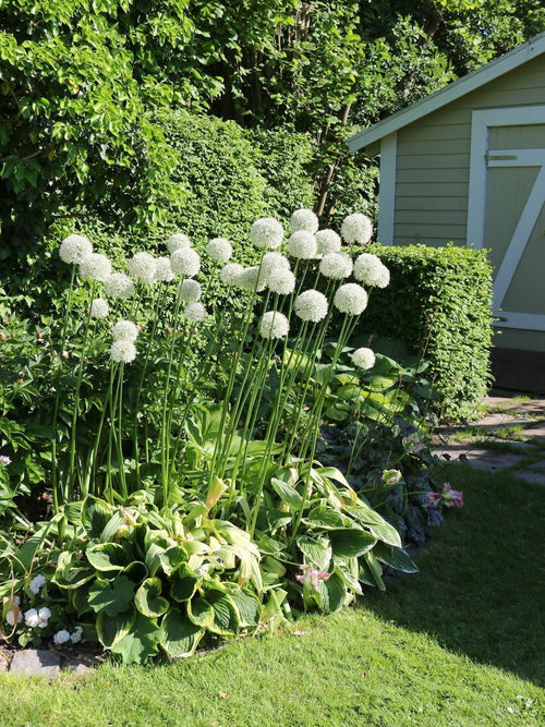 Czosnek mount everest (Allium) CEBULKA