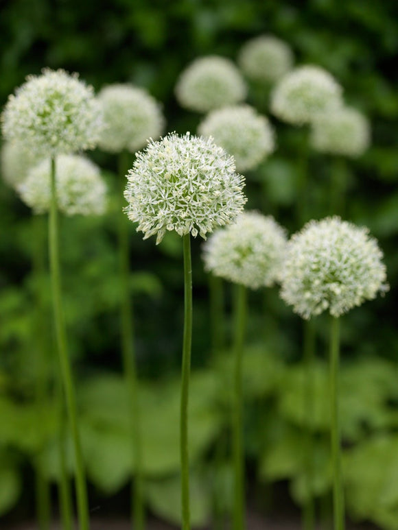 Czosnek (Allium) Mount Everest