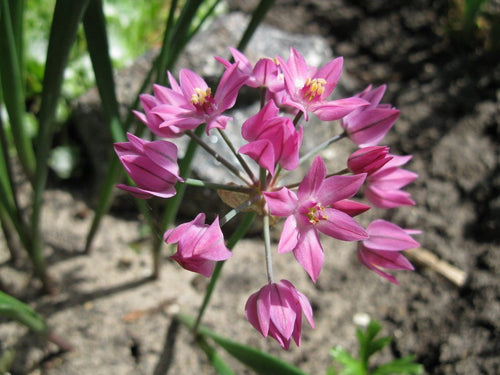 Czosnek kazachstański - Allium oreophilum z Holandii