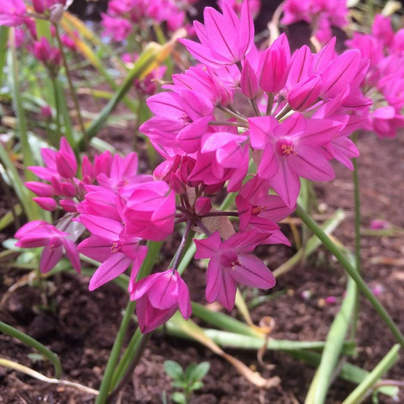 Czosnek kazachstański Allium oreophilum