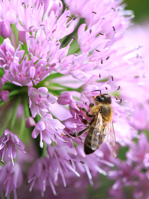 Czosnek ozdobny Pink Sensation (Allium)