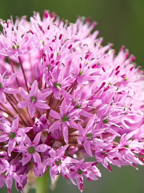 Czosnek ozdobny Pink Sensation