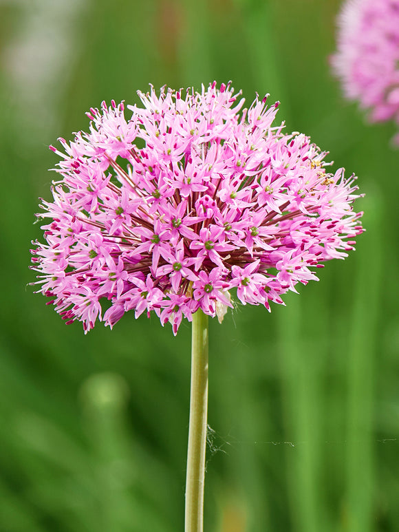 Czosnek ozdobny Pink Sensation