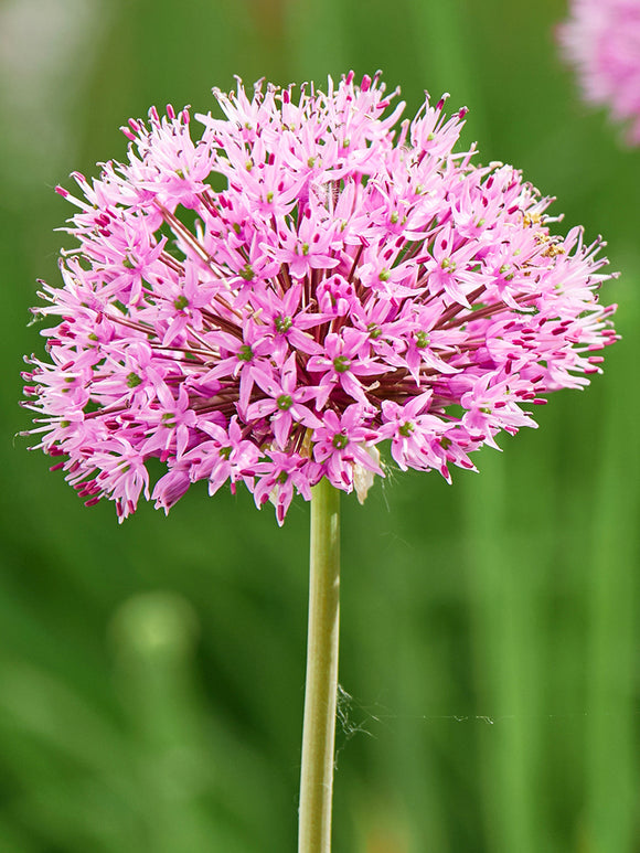 Czosnek ozdobny Pink Sensation