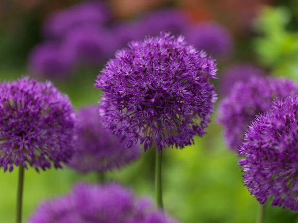 Allium Purple Sensation