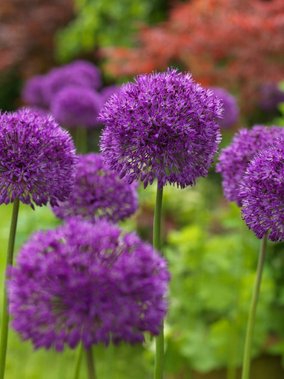 Czosnek (Allium) Purple Sensation