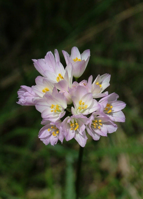 Allium Roseum - Czosnek Różowy