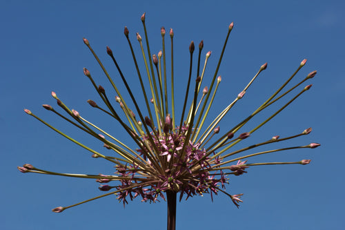 Allium Schubertii - Czosnek Ozdobny Szuberta