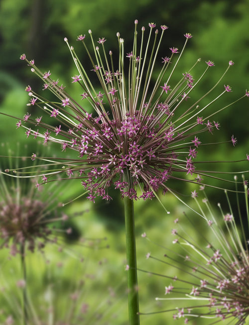 Kup cebulki Allium Schubertii