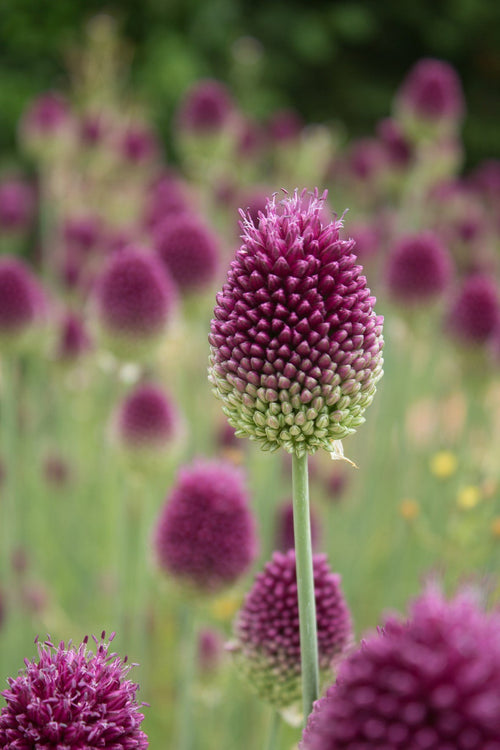 Allium Sphaerocephalon - Cebulki roślin wysyłamy z Holandii bezpośrednio pod Twoje drzwi do Polski!