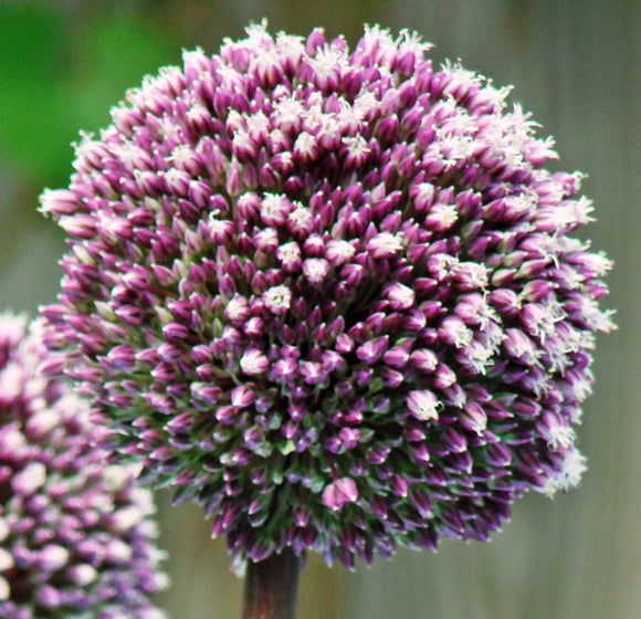 Allium Czosnek Ozdobny Summer Drummer