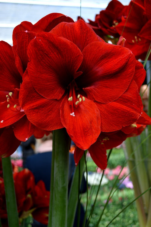 Czerwone cebulki kwiatowe Amarylis Ferarri