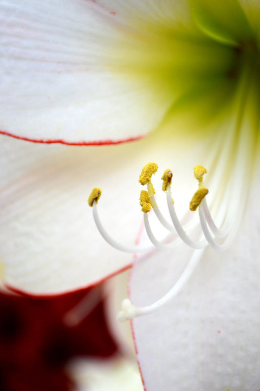 Amaryllis Picotee Hippeastrum | Cebulki kwiatowe