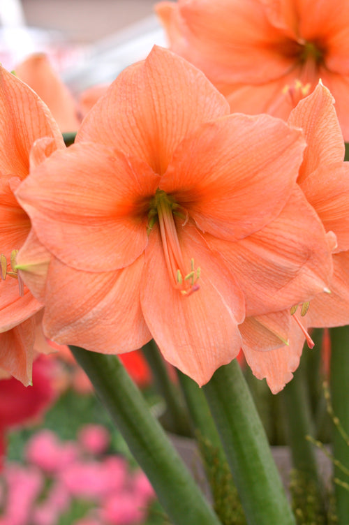 Amaryllis Rilona - Cebulki