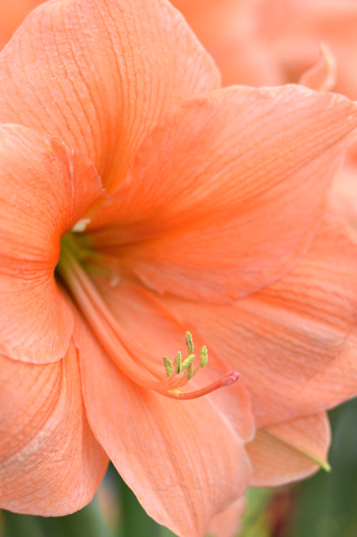 amaryllis Rilona - cebulki