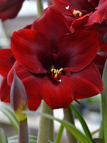 Amarylis Royal Velvet