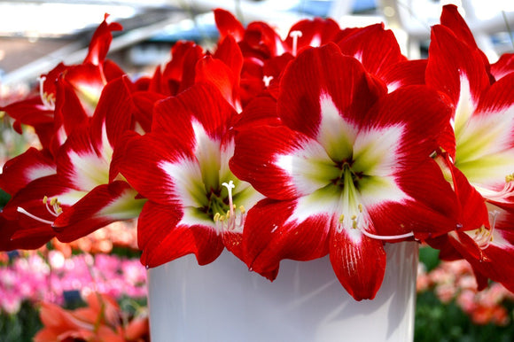 Amaryllis Tres Chic Cebulki