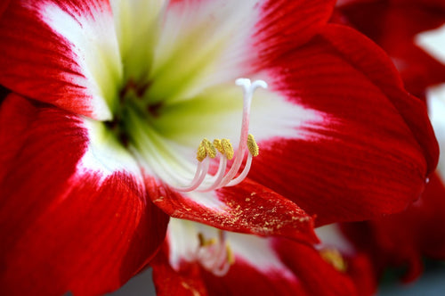 Amaryllis Tres Chic z Holandii