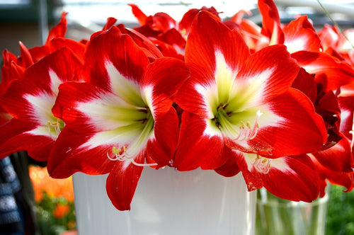 Kup Amaryllis Tres Chic