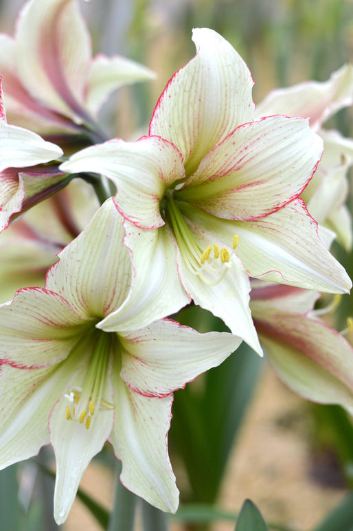 Amaryllis 'Magic Green'