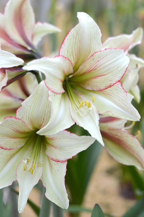 Amaryllis 'Magic Green' Cebulki kwiatowe amarylis wysyłka do Polski