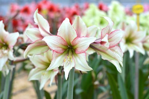 Cebulki Amaryllis 'Magic Green'