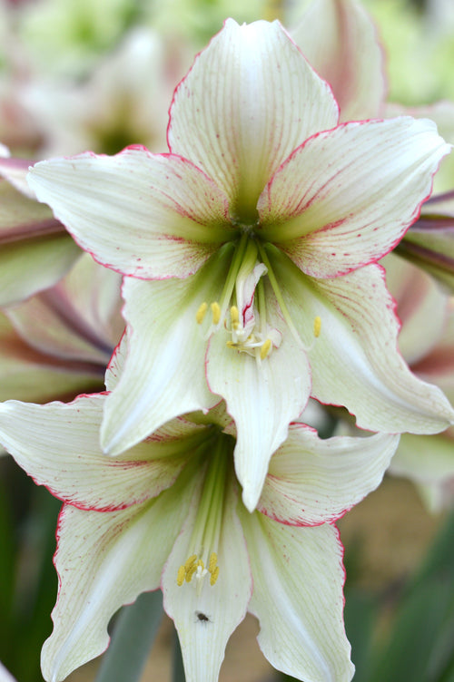 Cebulki Amaryllis - Hippeastrum 'Magic Green'