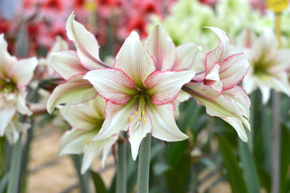 XXL Amaryllis Magic Green